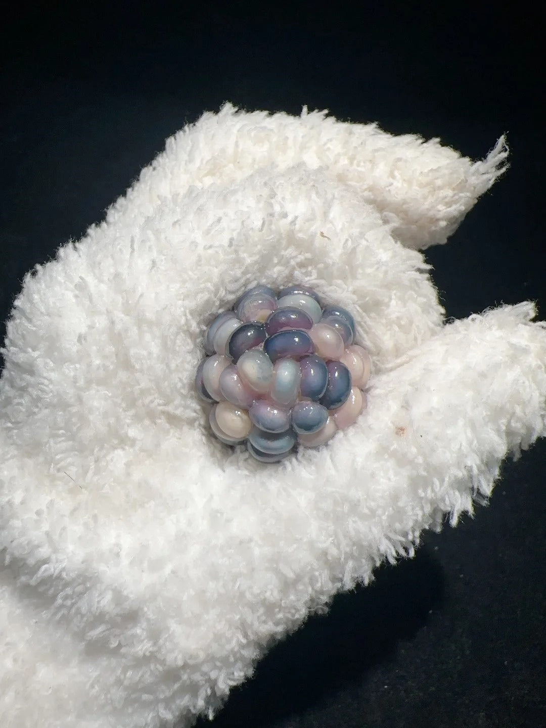 Frosty Blue Jelly Corn Charms β Cute & Soothing Fidget Toy